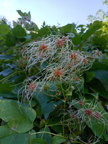 Old man's beard