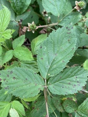 Rubus laudatus