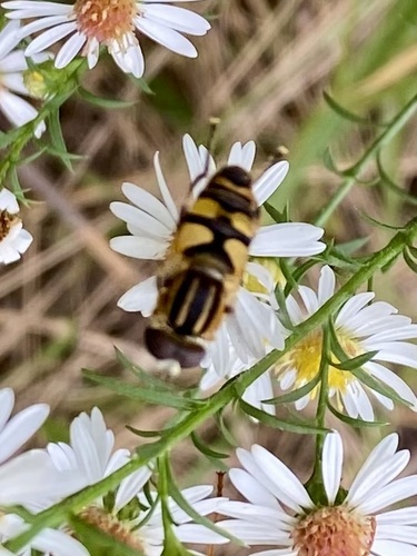 Narrow-headed Marsh Fly