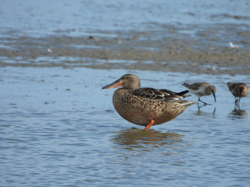 Northern Shoveler