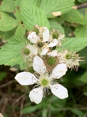 Rubus laudatus