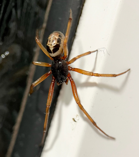 Noble False Widow