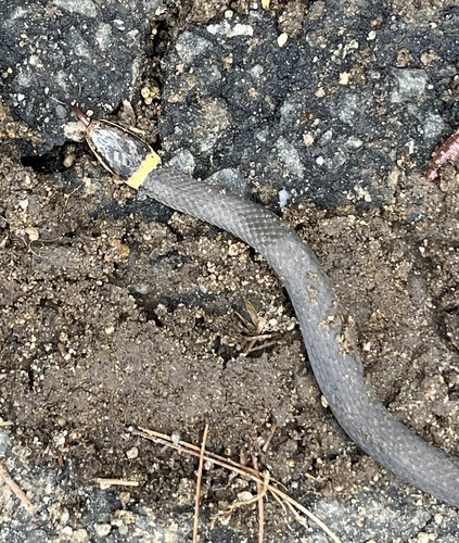 Ring-necked Snake