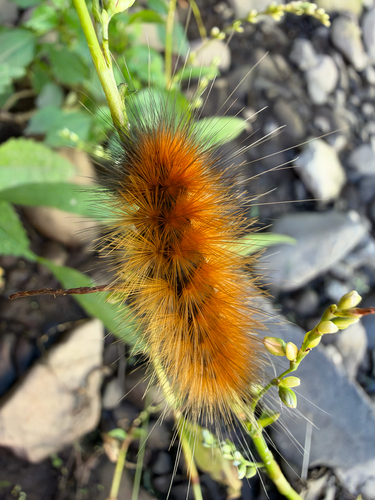 Virginian Tiger Moth