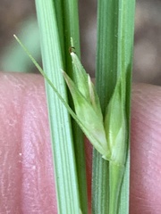 Carex superata