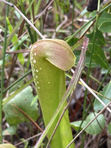 hooded pitcher plant