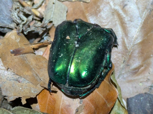 Big Rose-chafer