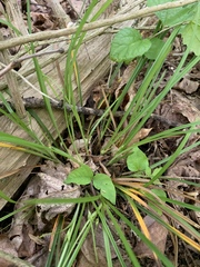 Carex superata
