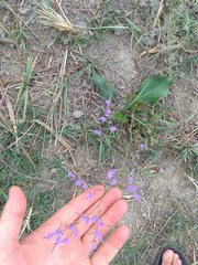 Limonium meyeri