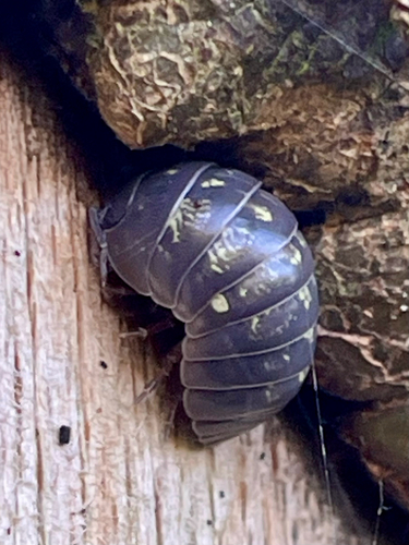 Common Pill Woodlouse