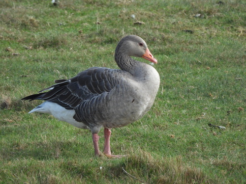 Greylag Goose