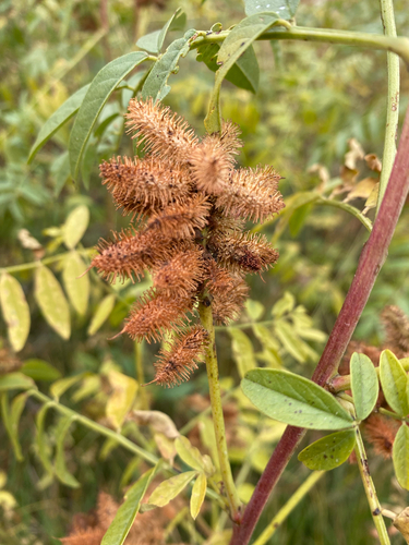 Glycyrrhiza lepidota, photograph 5