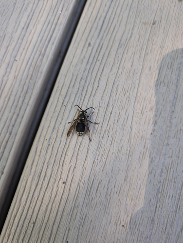 Bald-faced Hornet