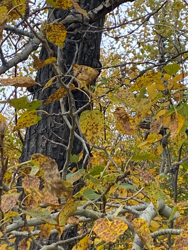 Populus balsamifera, photograph 2
