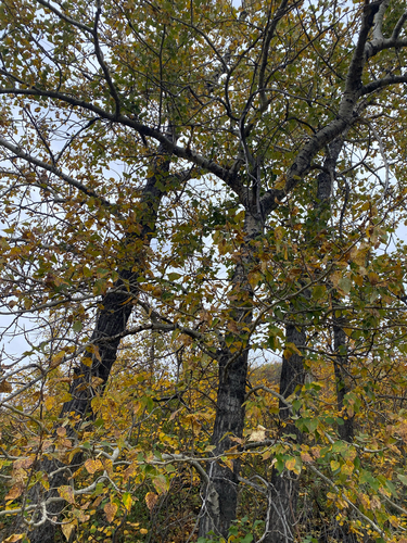 Populus balsamifera, photograph 1