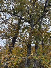Populus balsamifera