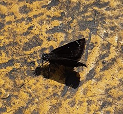 Pholisora