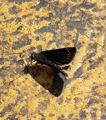 Pholisora