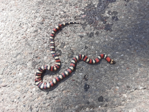 California Mountain Kingsnake