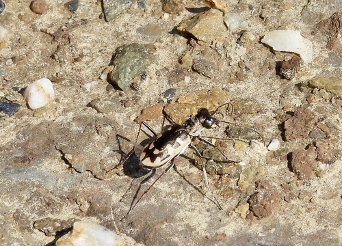 Cephalota litorea goudoti