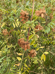 Glycyrrhiza lepidota, photograph author not stated, no rights reserved
