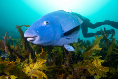 Giant Pig Fish photo 5