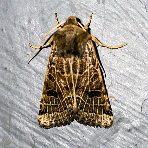 Lunar Underwing