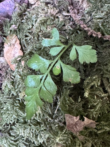 Asplenium adiantum-nigrum, photograph 3