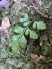 Asplenium adiantum-nigrum, photograph (c) chrisdt, some rights reserved (CC BY)