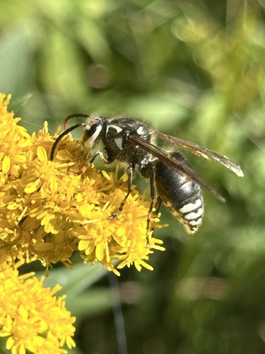 Bald-faced Hornet