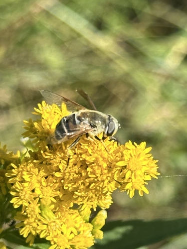 Yellow-shouldered Drone Fly