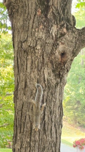 Eastern Gray Squirrel