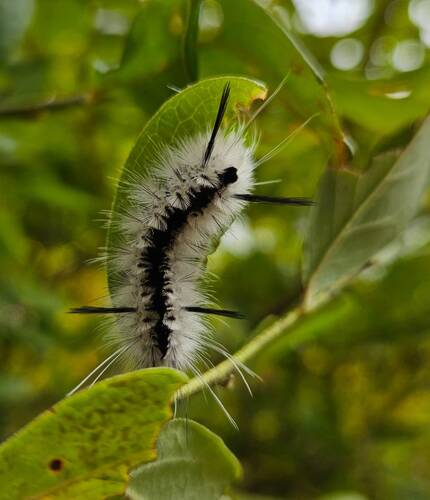 Hickory Tussock Moth