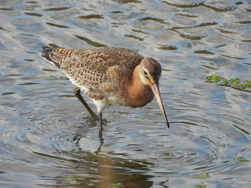Black-tailed Godwit