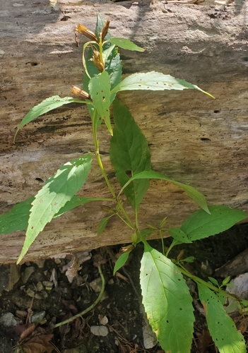 Mimulus alatus, photograph 1