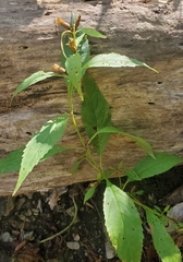 Mimulus alatus