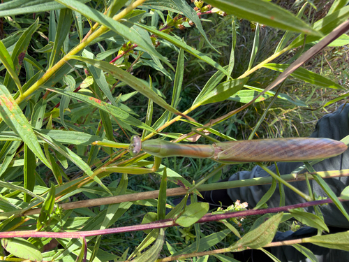 Chinese Mantis