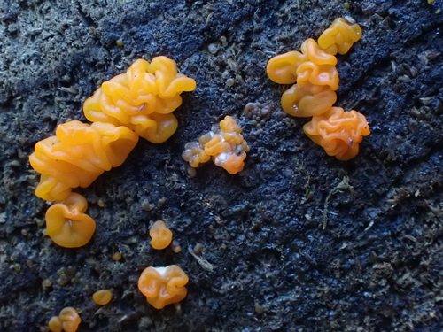 Orange Jelly Spot