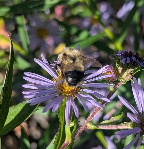 Half-black Bumble Bee