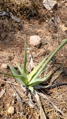 Hemiphylacus latifolius