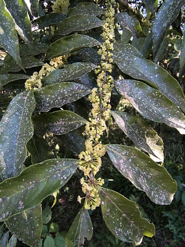Casearia sylvestris