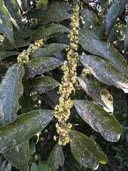 Casearia sylvestris