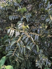 Casearia sylvestris, photograph (c) Lorella, some rights reserved (CC BY-SA)