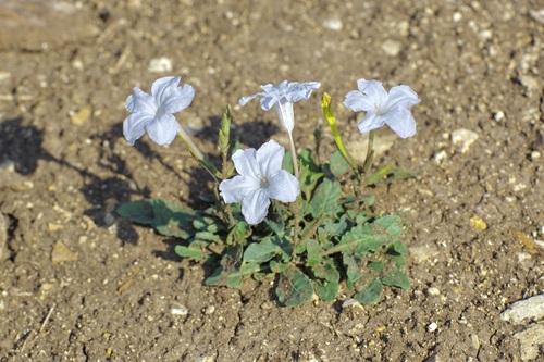 Ruellia metziae