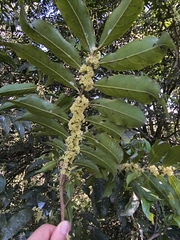 Casearia sylvestris, photograph (c) Lorella, some rights reserved (CC BY-SA)