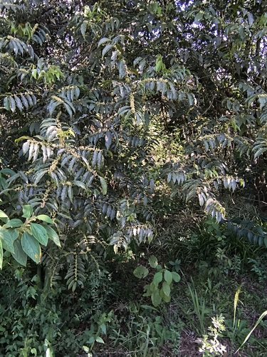 Casearia sylvestris, photograph 4