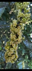 Casearia sylvestris, photograph (c) Lorella, some rights reserved (CC BY-SA)