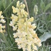 Sulphur Lupine - Photo (c) Mark Robinson, some rights reserved (CC BY-NC), uploaded by Mark Robinson