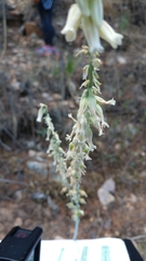 Hemiphylacus latifolius