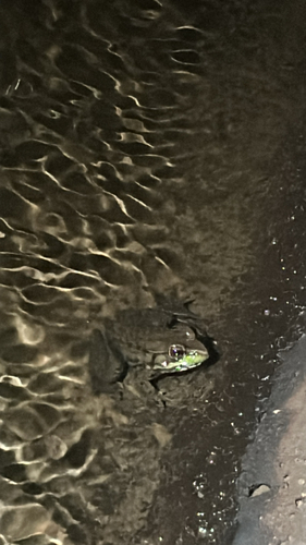 Green Frog